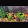 fish Image 7