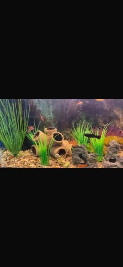 fish