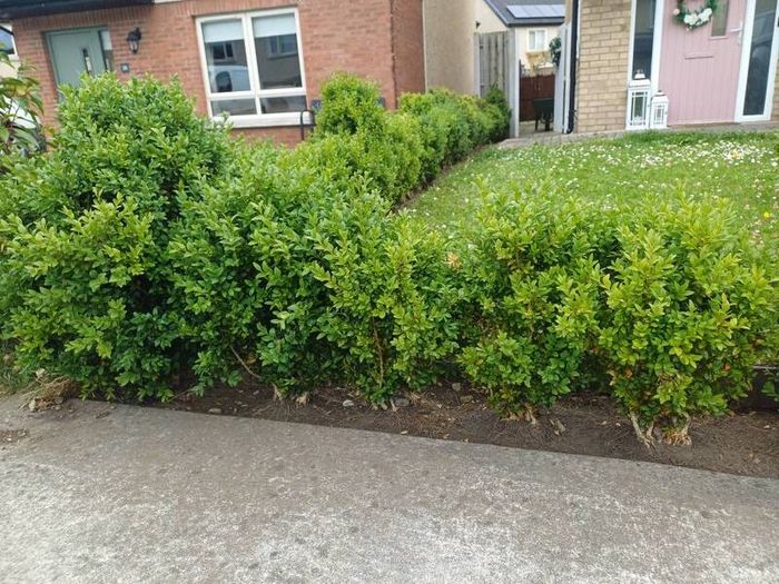 hedges
