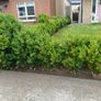 hedges Image 5