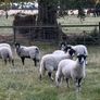 Swaledale Rams Image 6