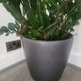 Zamioculcas Zamifolia planter Image 4