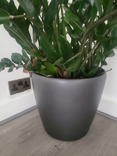 Zamioculcas Zamifolia planter