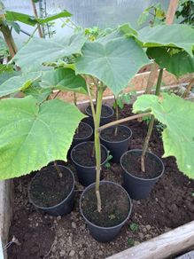 Paulownia tomentosa foxglove tree