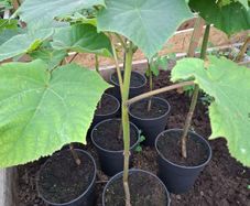 Paulownia tomentosa foxglove tree