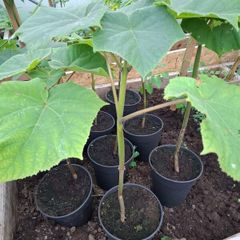 Paulownia tomentosa foxglove tree
