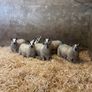 Ewe Lambs Image 6