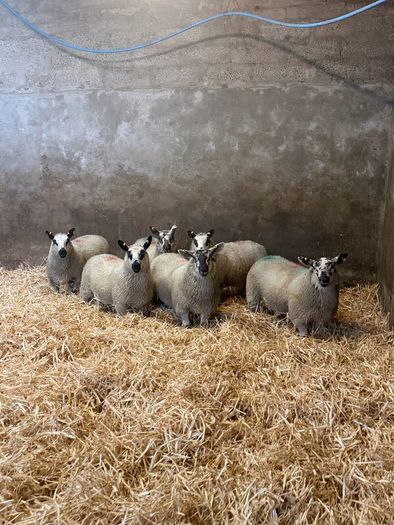 Ewe Lambs