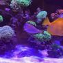 fish Image 3