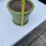 Vibrant green plant  pot Image 2