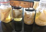 Kombucha - Scoby