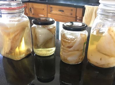 Kombucha - Scoby