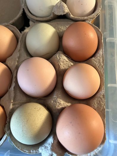 Hen Eggs