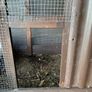 mobile hen coop Image 8