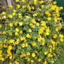 Hypericum Hidcote Image 6