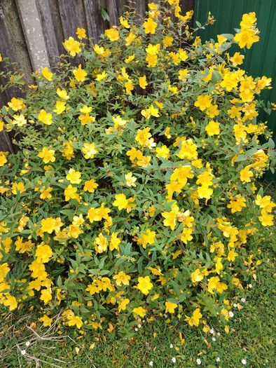 Hypericum Hidcote