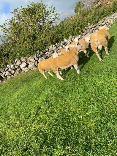 SIS Texel ram lambs