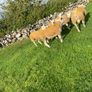 SIS Texel ram lambs Image 5