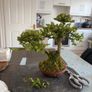 bonsai Image 2