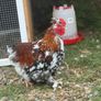 Pekin Silkie Mix Cockerel Image 2