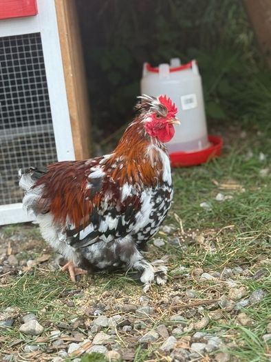 Pekin Silkie Mix Cockerel