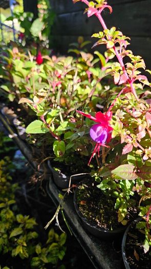 Fuchsia Plants 2euros
