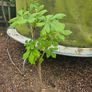 Tree, Horse Chesnut and Rhus tree Image 7
