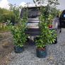 Cherry Laural Hedging 5/6 FT from 35 euro Image 6
