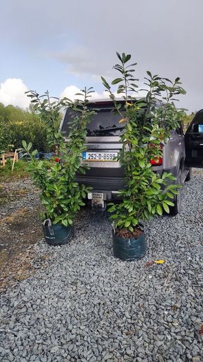 Cherry Laural Hedging 5/6 FT from 35 euro