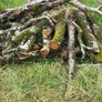 Timber for sale Image 2