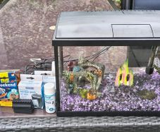 Fish tank and accessories