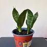 Snake plant Image 2