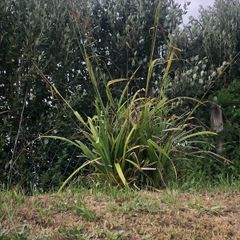 Decorative Grass