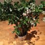 Crassula (Money Tree) plant, 15 years old Image 2