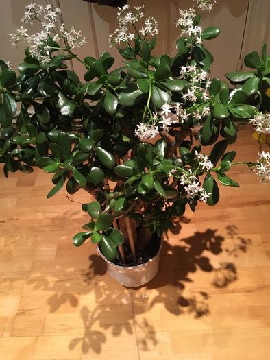 Crassula (Money Tree) plant, 15 years old