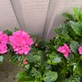 garden plants Image 2