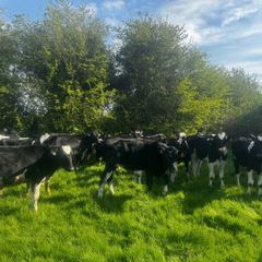 34 bullocks