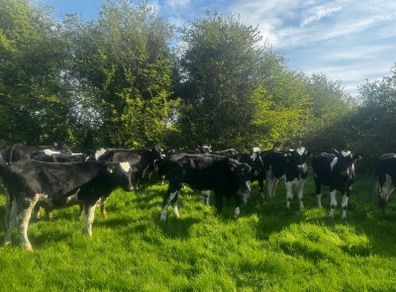 34 bullocks