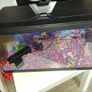 fish tank Image 3