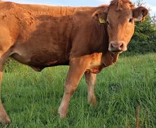 Pedigree Registered Limousin Heifer