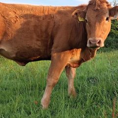 Pedigree Registered Limousin Heifer