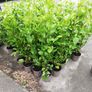 Griselinia Hedging Image 2