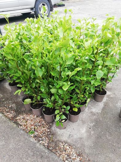 Griselinia Hedging