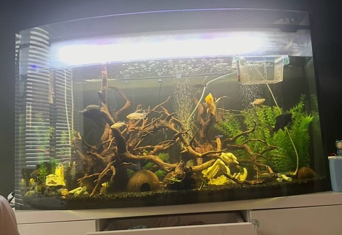 Large Fish Tank