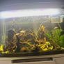 Large Fish Tank Image 2