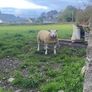 Pbr Texel Rams Image 2
