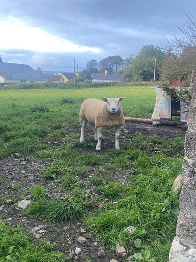Pbr Texel Rams