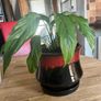 plant Image 2