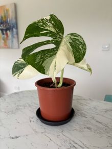 Monstera Albo Plant
