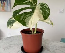 Monstera Albo Plant